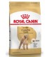 Royal Canin Caniche