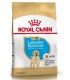 Alimento para perros Royal Canin Labrador Junior 12kg
