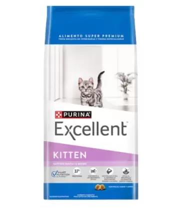 Excellent Gatos Kitten