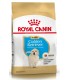 Royal Canin Golden Puppy
