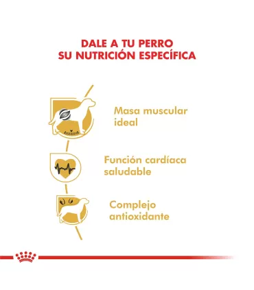 Royal Canin Boxer Adult 12kg | Alimento Premium para Perros Adultos
