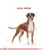 Royal Canin Boxer Adult 12kg | Alimento Premium para Perros Adultos