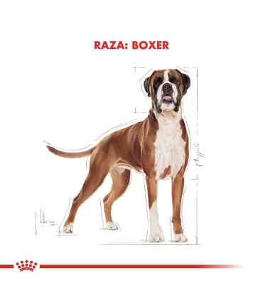 Royal Canin Boxer Adult 12kg | Alimento Premium para Perros Adultos