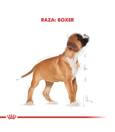 Alimento para perros Royal Canin Boxer  Junior 12kg