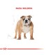 Alimento para perros Royal Canin Bulldog 12kg