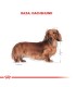 Alimento para perros Royal Canin Dachshund 3kg