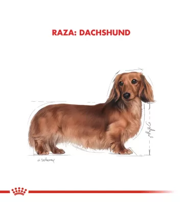 Alimento para perros Royal Canin Dachshund 3kg
