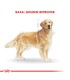 Alimento para perros Royal Canin Golden 12kg
