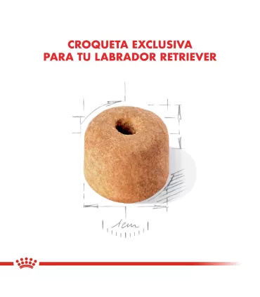 Royal Canin Labrador Adult 12kg | Alimento Premium para Perros Adultos