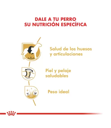 Royal Canin Labrador Adult 12kg | Alimento Premium para Perros Adultos