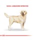 Royal Canin Labrador Adult 12kg | Alimento Premium para Perros Adultos