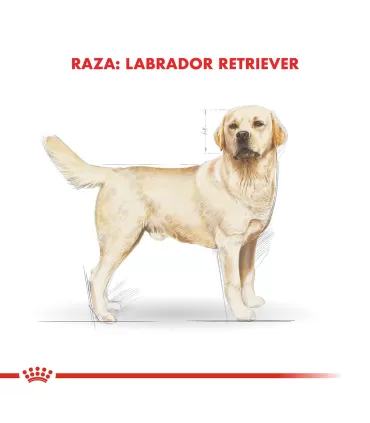 Royal Canin Labrador Adult 12kg | Alimento Premium para Perros Adultos