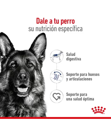 Royal Canin Maxi Adult 3kg: Nutrición Premium para Perros Grandes