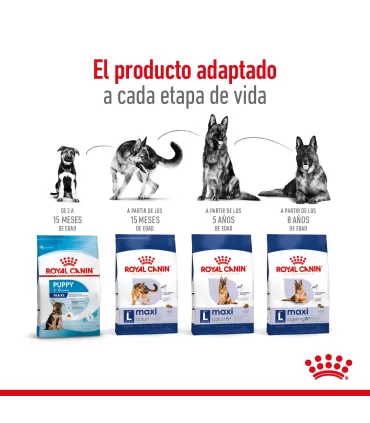 Royal Canin Maxi Adult 3kg: Nutrición Premium para Perros Grandes