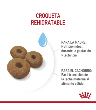 Alimento para perros Royal Canin Maxi Starter 10kg