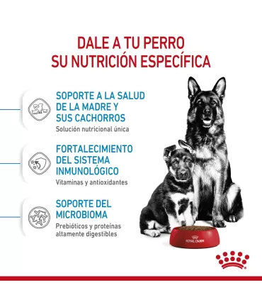Alimento para perros Royal Canin Maxi Starter 10kg