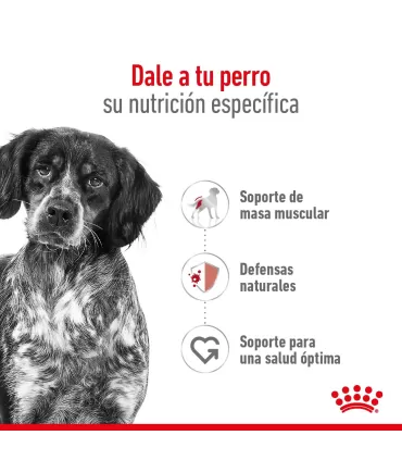 Alimento para perros Royal Canin Medium Adult x 15kg