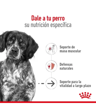 Alimento para perros Royal Canin Medium Ageing 10+ 15kg