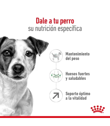 Royal Canin Mini Adult 8+ 3kg | Alimento Premium para Perros Mayores
