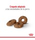 Royal Canin Mini Ageing 12+ | Alimento Especial Perros Mayores 3kg
