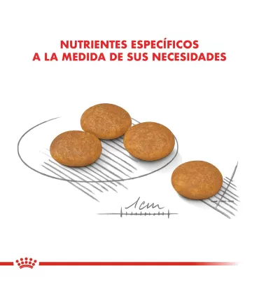 Royal Canin Mini Dermacomfort 3kg | Cuidado Piel Perros Pequeños