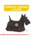 Royal Canin Mini Dermacomfort 3kg | Cuidado Piel Perros Pequeños