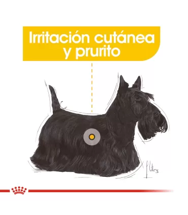 Royal Canin Mini Dermacomfort 3kg | Cuidado Piel Perros Pequeños