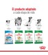Royal Canin Mini Indoor 3kg: Nutrición Ideal para Perros Pequeños