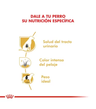 Royal Canin Schnauzer Mini | Alimento Premium para Perros Adultos