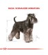 Royal Canin Schnauzer Mini | Alimento Premium para Perros Adultos