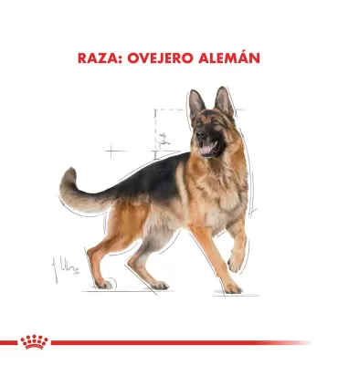 Royal Canin Ovejero Alemán 12kg | Alimento Premium para Perros Adultos