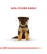 Royal Canin Ovejero Alemán Puppy 12kg | Nutrición Cachorro