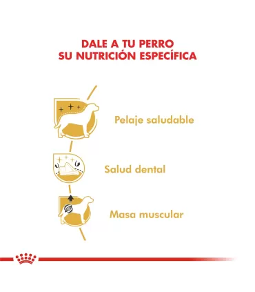 Royal Canin Caniche 7.5kg | Alimento Premium para Perros Caniches