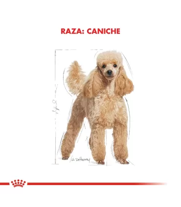 Royal Canin Caniche 7.5kg | Alimento Premium para Perros Caniches