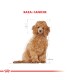 Royal Canin Caniche Puppy 3kg | Alimento Premium para Cachorros