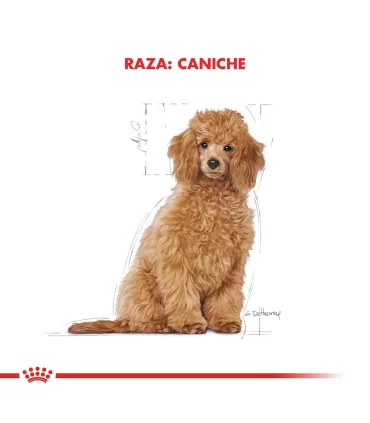 Royal Canin Caniche Puppy 3kg | Alimento Premium para Cachorros