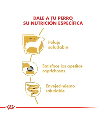 Royal Canin Yorkshire Terrier 3kg | Alimento Premium para Razas Pequeñas