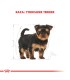 Royal Canin Yorkshire Terrier Puppy 3kg - Nutrición Especializada Cachorros