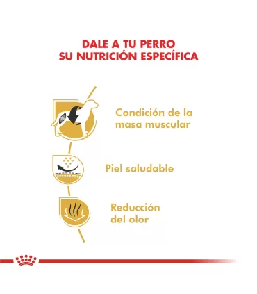 Royal Canin Bulldog Francés Adult: Nutrición Premium para tu Mascota