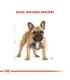 Royal Canin Bulldog Francés Adult: Nutrición Premium para tu Mascota