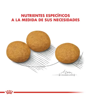 Royal Canin Medium Dermacomfort 10kg | Cuidado Dérmico Perros