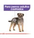 Royal Canin Mini Castrados 3kg | Alimento Equilibrado para Perros Pequeños