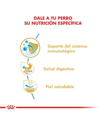 Royal Canin Bulldog Francés Cachorro | Nutrición Especializada 3kg