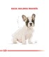 Royal Canin Bulldog Francés Cachorro | Nutrición Especializada 3kg