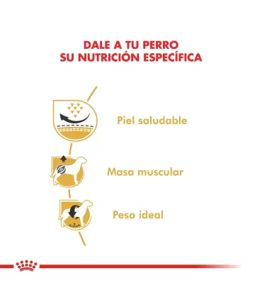 Royal Canin Pug Adulto 7.5kg | Nutrición Especializada para Carlinos
