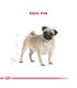 Royal Canin Pug Adulto 7.5kg | Nutrición Especializada para Carlinos