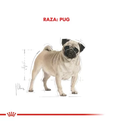 Royal Canin Pug Adulto 7.5kg | Nutrición Especializada para Carlinos