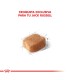 Here's the translation in Spanish:Royal Canin Jack Russell Adulto 3kg | Nutrición Específica para RazaNote: The translation ma