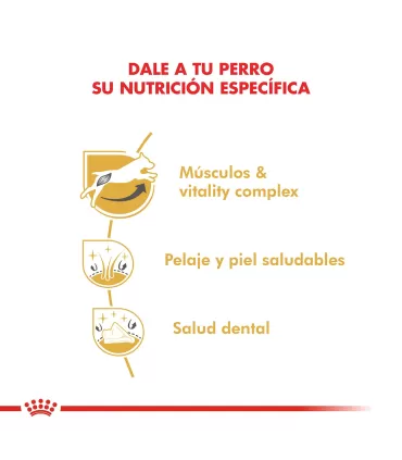 Here's the translation in Spanish:Royal Canin Jack Russell Adulto 3kg | Nutrición Específica para RazaNote: The translation ma