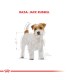 Here's the translation in Spanish:Royal Canin Jack Russell Adulto 3kg | Nutrición Específica para RazaNote: The translation ma